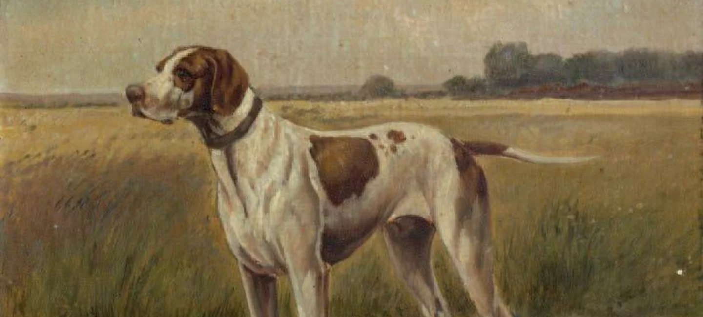 Braque Saint Germain