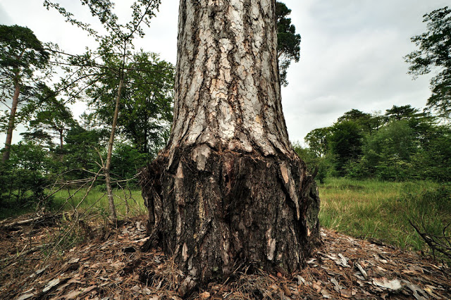 Greffes de pins à Fontainebleau'